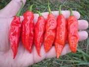 20 Red Datil Pepper Seeds by Pepper Gardeners