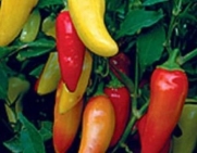 Santa Fe Grande Chile Pepper 25 Seed Pleasantly Hot Pepper Good Raw or Cooked