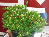 25 Seeds Little Elf Hot Pepper (Capsicum Annuum) Organically Grown, Hungarian Heirloom !