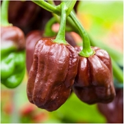 Package of 60 Seeds, Chocolate Habanero Pepper (Capsicum chinense) Non-GMO Seeds by Seed Needs