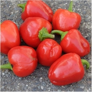 Package of 30 Seeds, Miniature Red Bell Pepper (Capsicum annuum) Non-GMO Seeds by Seed Needs