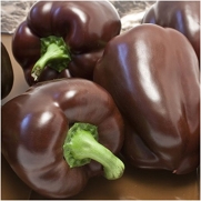 Package of 100 Seeds, Chocolate Bell Pepper (Capsicum annuum) Non-GMO Seeds by Seed Needs