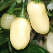 Package of 100 Seeds, White Habanero Pepper (Capsicum chinense) Non-GMO Seeds by Seed Needs