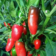 20 Seeds of Capsicum annuum - Tam Jalapeño Pepper. A favorite mild jalapeño with super thick crunchy sweet flesh! 70 Days.