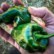 Certified Organic Ancho Poblano pepper Seeds (~40): Non-GMO, Certified Organic Heirloom Seed Packet