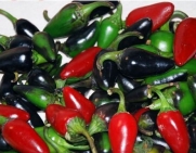 30+ Black Hungarian Hot Pepper Seeds Heirloom RARE NON-GMO Spicy ORGANICALLY GRO
