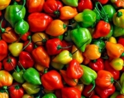 Pepper Hot Habanero Mix DSVPEP163PEP (Multi) 50 Heirloom Seeds by David's Garden Seeds