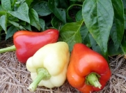 Pepper Bell Early Hungarian Sweet D578 (Red, White) 25 Organic Seeds by David's Garden Seeds