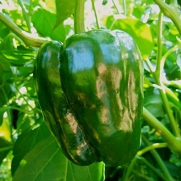 Ancho Large Mexican Chile, 20 Seeds