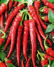 30+ ORGANIC Cayenne Long Slim Pepper Seeds Chili Hot Heirloom NON-GMO