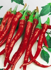 30+ ORGANIC Cayenne Long Slim Pepper Seeds Chili Hot Heirloom NON-GMO