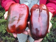 Seeds Sweet Pepper Krasnyy Velikan - Red Giant Organic Russian Heirloom Seed