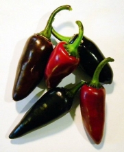 30+ Black Hungarian Hot Pepper Seeds Heirloom RARE NON-GMO