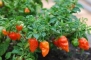Pepper Hot Bhut Jolokia (Ghost Pepper) DH001 (Orange) 25 Open Pollinated Seeds by David's Garden Seeds