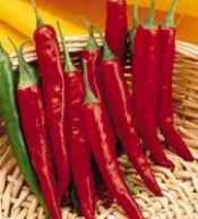 Super Cayenne II Hybrid Hot Chile Pepper 15 SeedsCayenne is a popular spice used in many different regional styles of cooking, but it has also been used medicinally for thousands of years