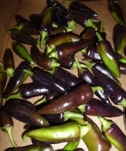 Hungarian Black Pepper 4 Plants - Mildly Hot/Great Salsa