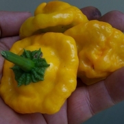 30 Seeds, Hot Pepper Jamaican Yellow (Capsicum annuum) Seeds by Seed Needs