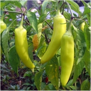 Package of 100 Seeds, Sweet Banana Pepper (Capsicum annuum) Non-GMO Seeds by Seed Needs