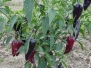 Purple Jalapeno Hot Pepper 20 + seeds