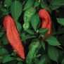 Hot Pepper Bhut Jolokia (Ghost Pepper) D03004 (Red) 10 Open Pollinated Seeds by David's Garden Seeds