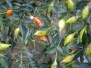 Habanero Arbol Pepper (Tree Habanero) 15 Seeds By Pepper Gardeners