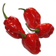 Red Habanero Pepper 15 Seeds - Extremely Hot