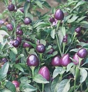 Pretty Purple Very Hot Pepper 15 Seeds