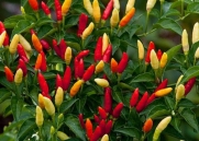 Hot Red Tabasco Pepper - 20 Seeds