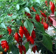 Hot Paper Lantern Habanero Pepper 15 Seeds - Very Hot!