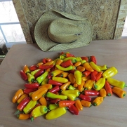 #1318 WORLD'S SWEETEST MINI RAINBOW SWEET BELL PEPPERS MIX