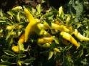 Todd's Seeds - Hot Pepper - Hungarian Yellow Hot Wax Hot Pepper Seed, Sold by the Pound