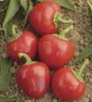 100 RED CHERRY HOTS PEPPER (Finger Hots / Hot Cherry Pepper / Hot Chili Pepper / Cherry Chili Pepper / Pimienta) Capsicum Annuum Vegetable Seeds