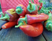 Chili Pepper Numex Joe E. Parker D2338A (Red) 25 Organic Seeds by David's Garden Seeds