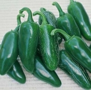 Pepper Jalapeno M 50 Seeds + Gift Only-heirlooms