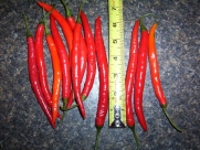 Colossal Cayenne Pepper Seeds