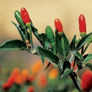 Pepper Hot Pequin D03196 (Green to Red) 25 Open Pollinated Seeds by David's Garden Seeds