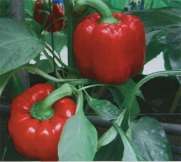 150 YOLO WONDER RED BELL PEPPER Sweet Mild Capiscum Annuum Vegetable Seeds *Comb S/H