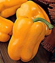 Yellow Sweet Pepper - 115 Seeds - GARDEN FRESH PACK!