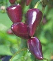 Purple Jalapeno Hot Pepper 15+ seeds