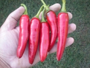 Santa Fe Grande 10 Seeds By Pepper Gardeners