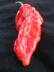 Red Fatalii 20 Pepper Seeds By Pepper Gardeners
