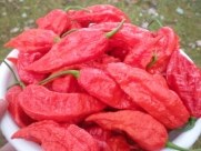 1000 Bhut Jolokia Ghost Chile Seeds by Pepper Gardeners (Wholesale)