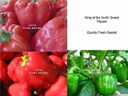 Organic King of the North 20 seeds Sweet Pepper Vegetable Heirloom OP Non GMO Reliable Large Fruits in 57 Days Heavy Yields on Strong Plants