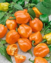 Habanero Orange Hot Pepper Seeds - Capsicum Annuum - 1 Grams - Approx 220 Gardening Seeds - Vegetable Garden Seed