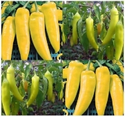 100 HUNGARIAN WAX HOT Pepper seeds YELLOW TO RED dwarf and bushy and approx. 15 by MySeeds.Co