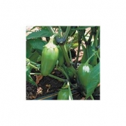 Organic Early Jalapeno Chile Pepper -25 Seeds