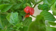 Trinidad Butch T Scorpion Dried Pepper Pods