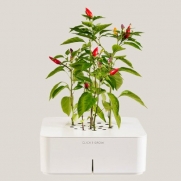 Chilli Growing Kit with Soil Tester