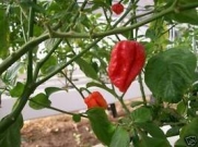 Trinidad 7 Pot-Trinidad 7 Pod Hot Pepper 10+ seeds