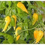 Seeds and Things 10 + Fatalii Yellow Habanero Pepper Seeds -Very Hot & Pretty! Free Shipping
